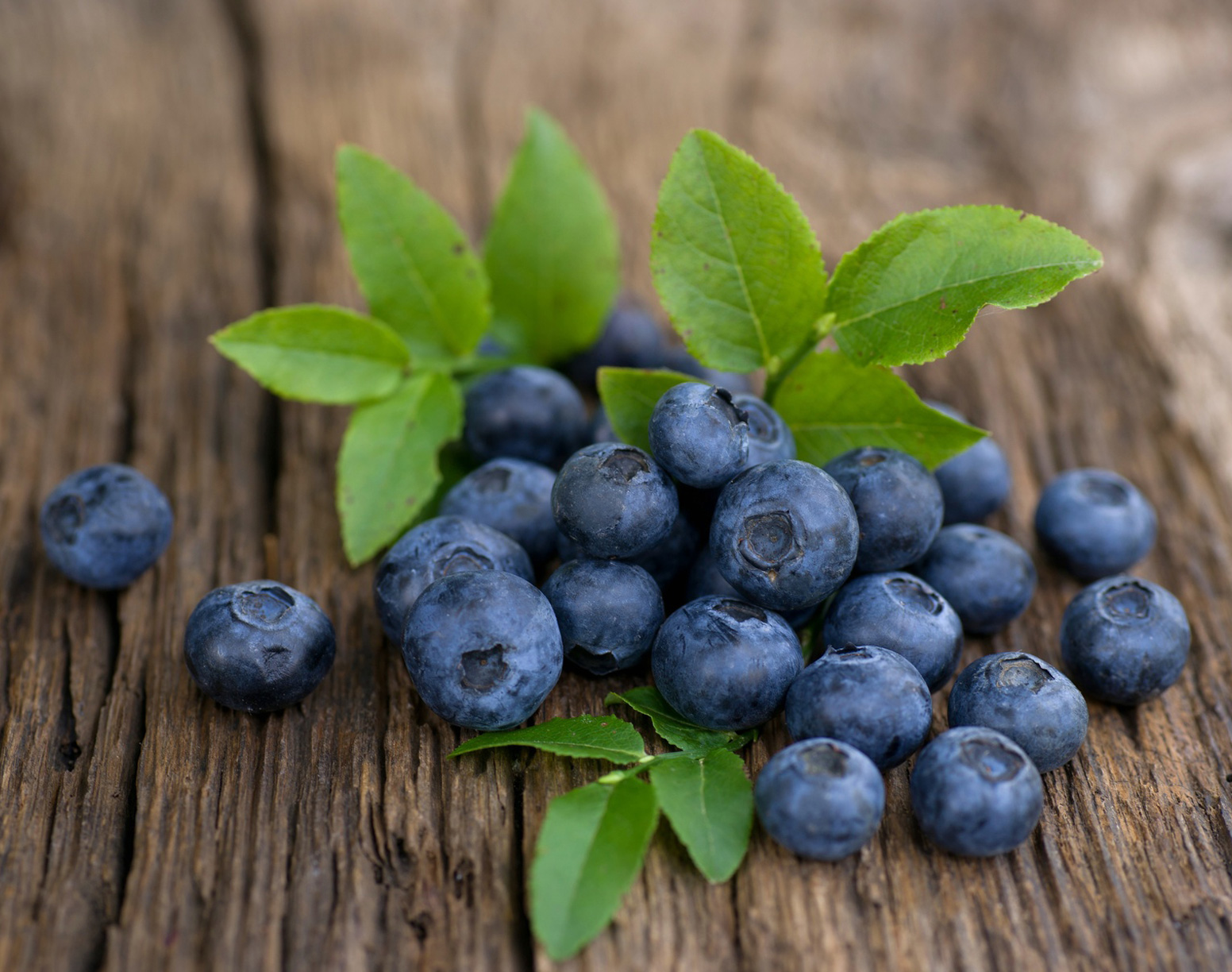 Préparation de recettes à base de plantes sauvages pendant l’atelier