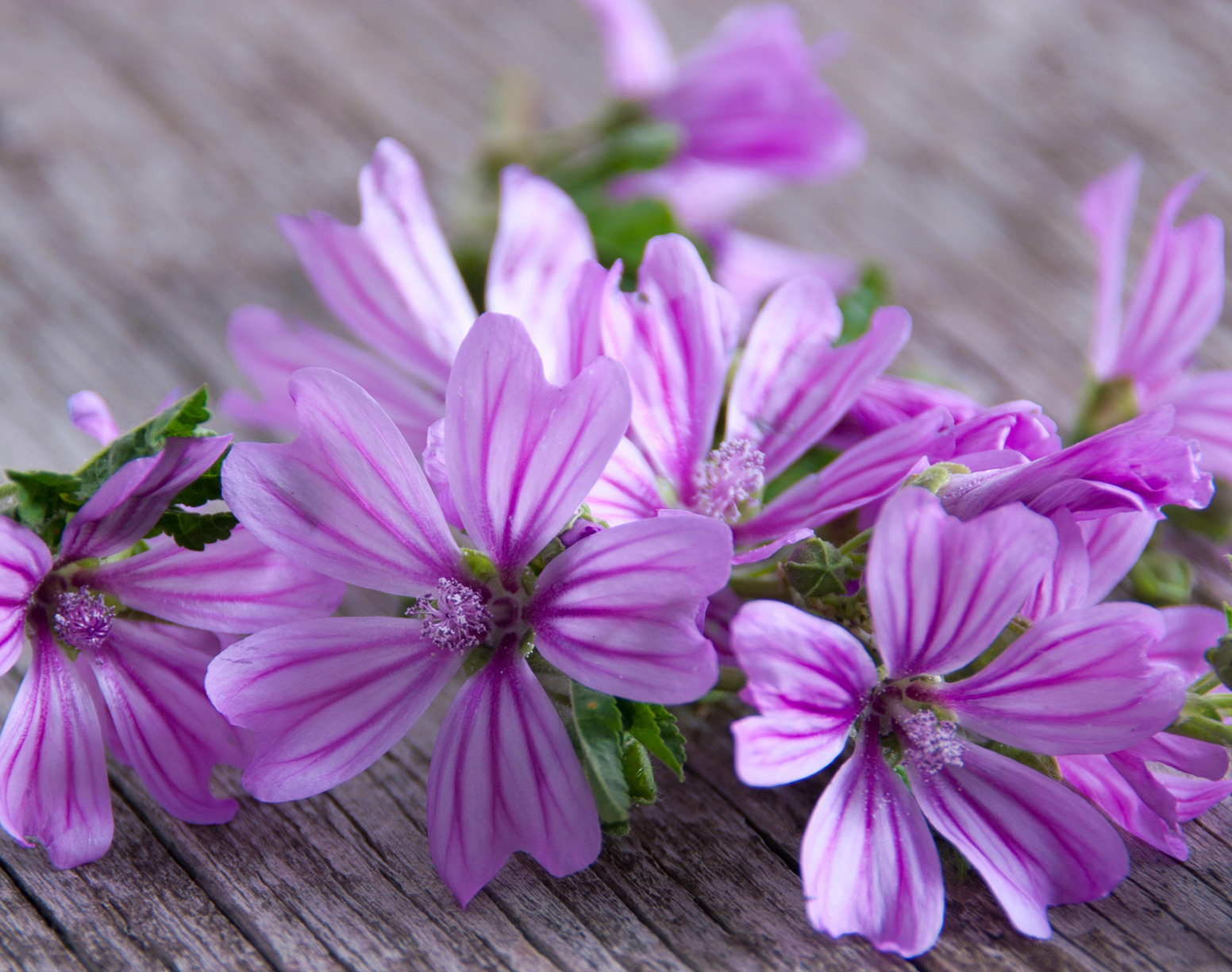 Découverte botanique guidée en pleine nature